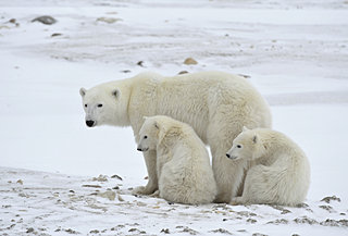 ホッキョクグマの受難から地球環境について考えよう。2月27日「国際ホッキョクグマの日」