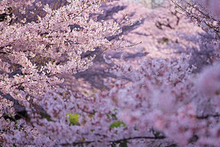 日本の美のエッセンス、花見文化のはじまりは？－「古今和歌集」の後の桜－