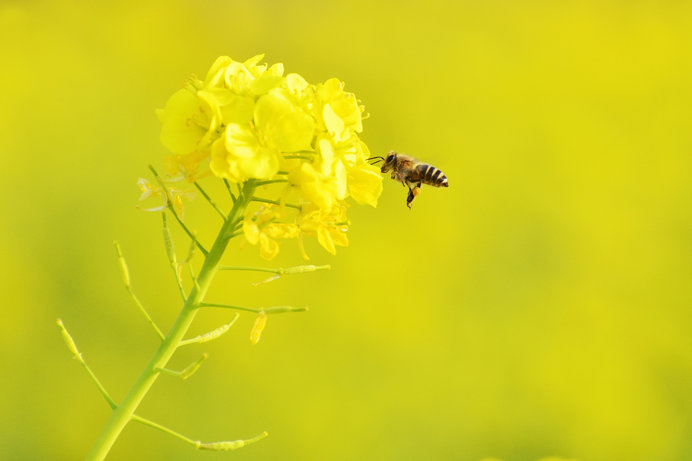 3月8日「みつばちの日」。ミツバチの社会から私たち人間が学ぶべきこととは