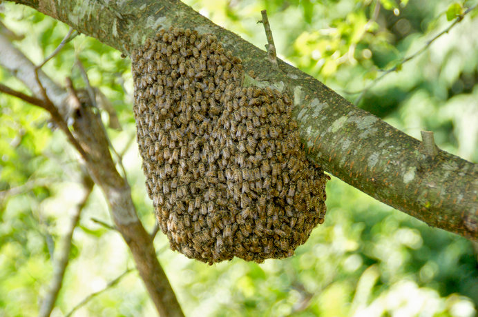 分蜂したニホンミツバチの集団。この後定住の場所を見つけて新たな巣を形成します