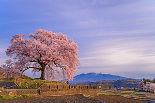 2020年の桜に逢いたい♪ 北関東・甲信のさくら名所４選
