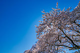 日本の美のエッセンス、完結編。桜を詠んだ歌－「新古今和歌集」の桜へ－