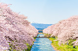 2020年の桜に逢いたい♪ 北陸のさくら名所４選