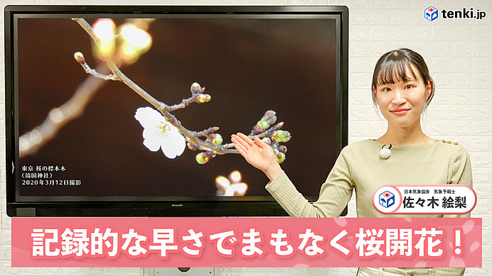 【動画で解説】明日13日に東京で開花か？　まもなく桜前線スタート！　記録的な早さで桜開花