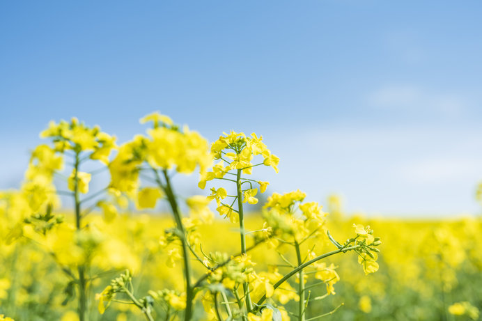 春の花を探しに♪関東のお花スポット3選