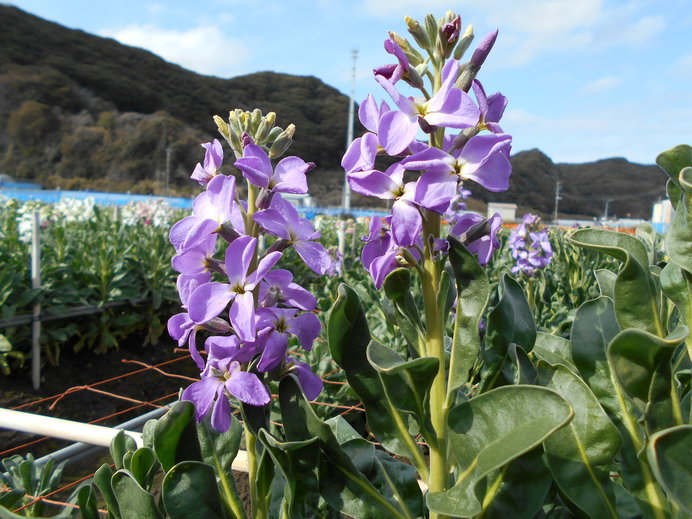 春を彩る 平和の花 オオアラセイトウのやさしい紫が語りかけるものは Tenki Jp 三月も半ば 春分も近づいて 咲く花 の数も ｄメニューニュース Nttドコモ