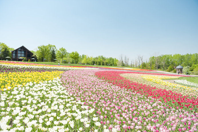 春の花を探しに 全国のお花スポット4選 Tenki Jpサプリ 年03月19日 日本気象協会 Tenki Jp
