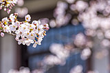 桜の開花はどう決まる？生物季節観測から季節の変化を読み取ろう