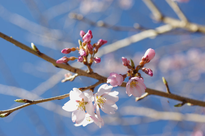 桜の開花はどう決まる 生物季節観測から季節の変化を読み取ろう Tenki Jpサプリ 年03月18日 日本気象協会 Tenki Jp