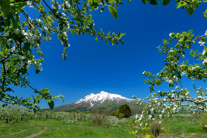 青森県・りんごの花