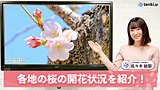 【動画で解説】北陸、信越、東北で記録的な早い開花に！　各地の桜の開花状況を紹介