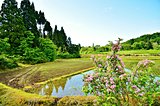 和風月名・最大の謎「卯月」。うと卯と兎と宇をめぐる旅～前編～