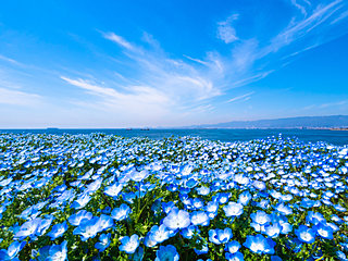 春から初夏の癒し、ブルーの花々。あなたは何を思い浮かべますか？