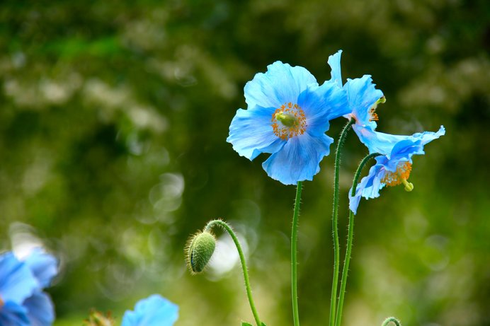 春から初夏の癒し ブルーの花々 あなたは何を思い浮かべますか Tenki Jpサプリ 年04月27日 日本気象協会 Tenki Jp