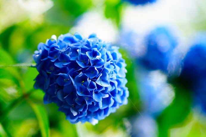 春から初夏の癒し ブルーの花々 あなたは何を思い浮かべますか Tenki Jpサプリ 年04月27日 日本気象協会 Tenki Jp