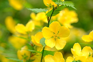 黄金輝くか！山吹の花　～平安和歌に見られる山吹～