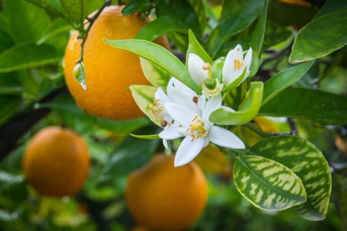 オレンジの花言葉「花嫁の喜び」がオレンジデーの由来