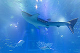 おうちで水族館♪休館中こそ配信動画を楽しもう〜近畿・東海編〜