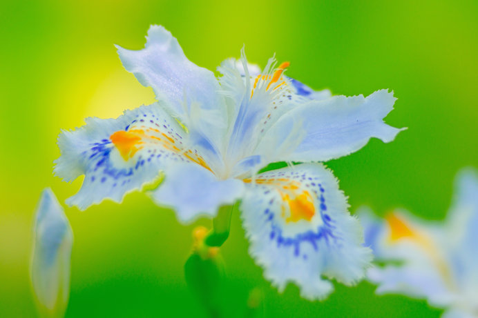 林下に花開く胡蝶の化身 シャガ その不思議な名前の由来とは Tenki Jpサプリ 年04月17日 日本気象協会 Tenki Jp