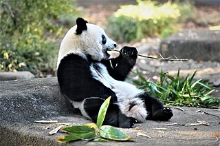 休園中もおうちでつながろう♪動物園の配信動画〜南関東編〜