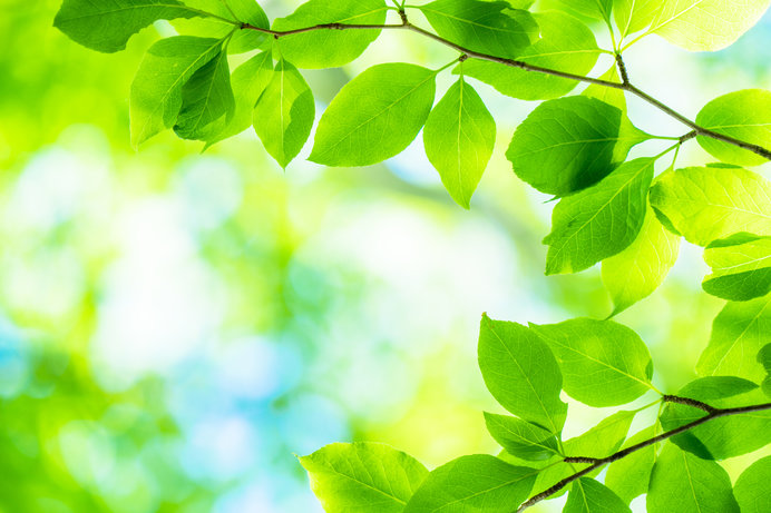 緑が眩しい季節 生命力あふれる 緑 のエネルギーで 心身をリフレッシュしましょう Tenki Jpサプリ 年04月日 日本気象協会 Tenki Jp
