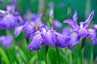 しっとりと薫る菖蒲は、ショウブ、アヤメ？～平安和歌に見られる菖蒲～