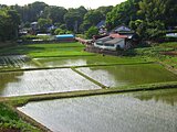 「虫けら」の‟けら”ってなに？土の中から響く不思議な音色の正体は…