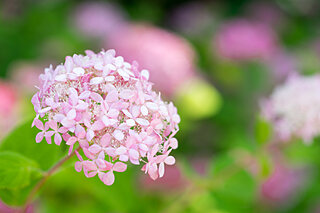 見ごろの始まる紫陽花！これも紫陽花？と思ったら…