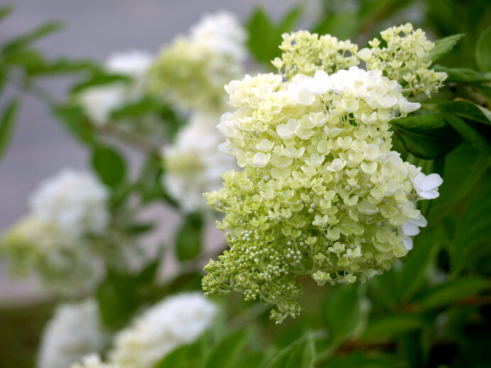 見ごろの始まる紫陽花 これも紫陽花 と思ったら Tenki Jpサプリ 年05月27日 日本気象協会 Tenki Jp