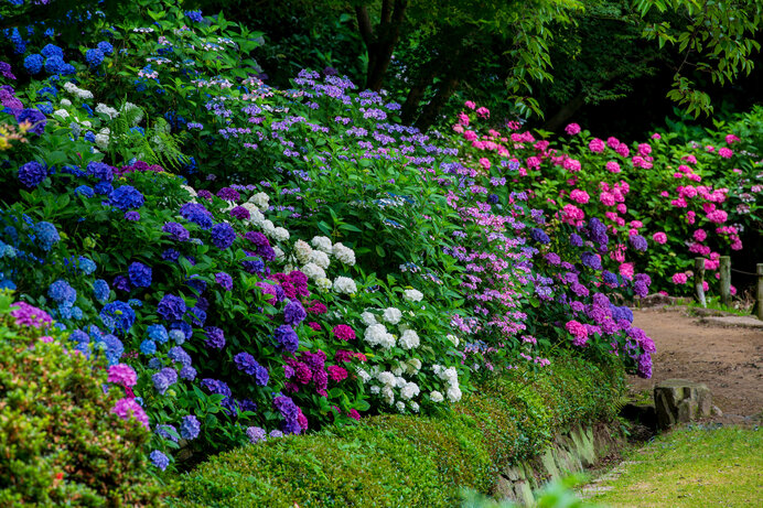 雨にも太陽の光にも鮮やかな色を発する紫陽花が見ごろを迎えます