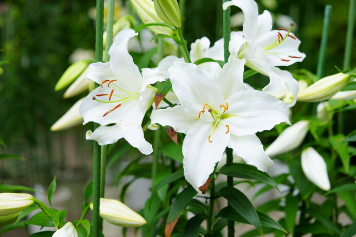 夏に咲く花を楽しもう ききょう ユリ ペチュニア ラベンダー 近畿のお花畑 Tenki Jp 夏に咲くお花って 太陽に負けない色鮮やか ｄメニューニュース Nttドコモ