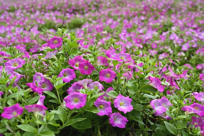 夏に咲く花を楽しもう ききょう ユリ ペチュニア ラベンダー 近畿のお花畑 Tenki Jpサプリ 年06月30日 日本気象協会 Tenki Jp