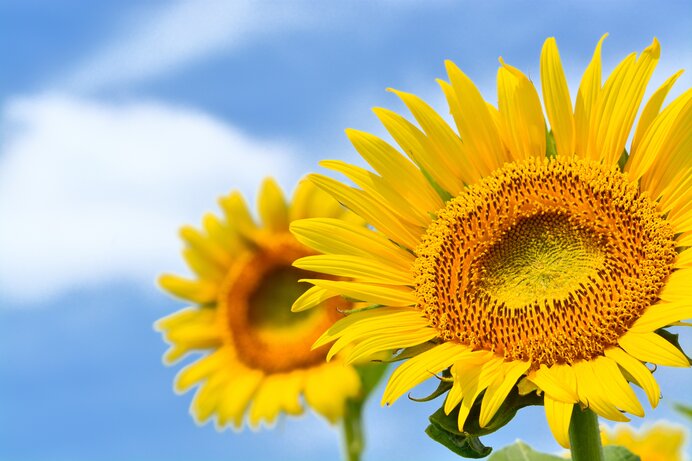 夏の太陽に咲く花♪フォトジェニックなひまわり畑〜関東編〜