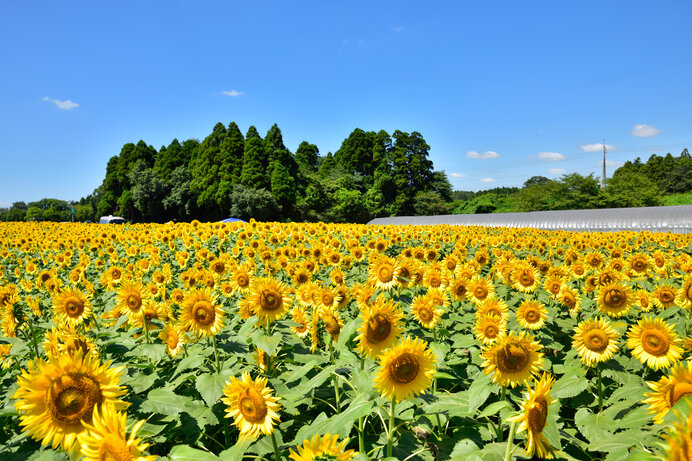 ※写真はイメージです