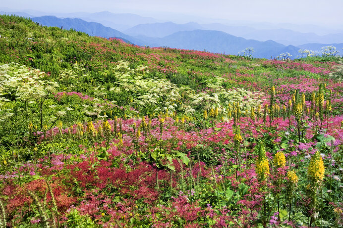 天空のお花畑（伊吹山）