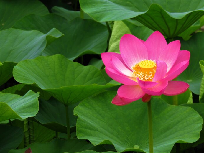 盂蘭盆会 亡くなられた方々を供養するごとく 蓮の花 が開きます Tenki Jpサプリ 年07月15日 日本気象協会 Tenki Jp
