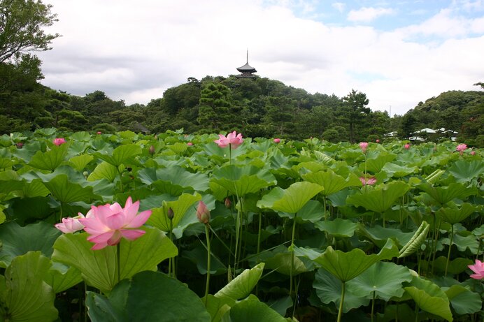 地元で夏を楽しむなら？〜横浜三渓園で花を愛でよう～
