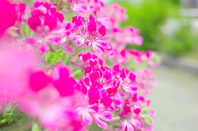 窓辺にゼラニウムを飾ろう 花の香りが虫除けに 季節 暮らしの話題 年08月05日 日本気象協会 Tenki Jp