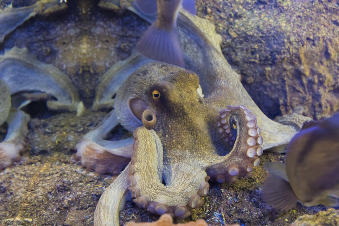 宇宙人のモチーフにもなった神秘的かつユーモラスなタコの姿態