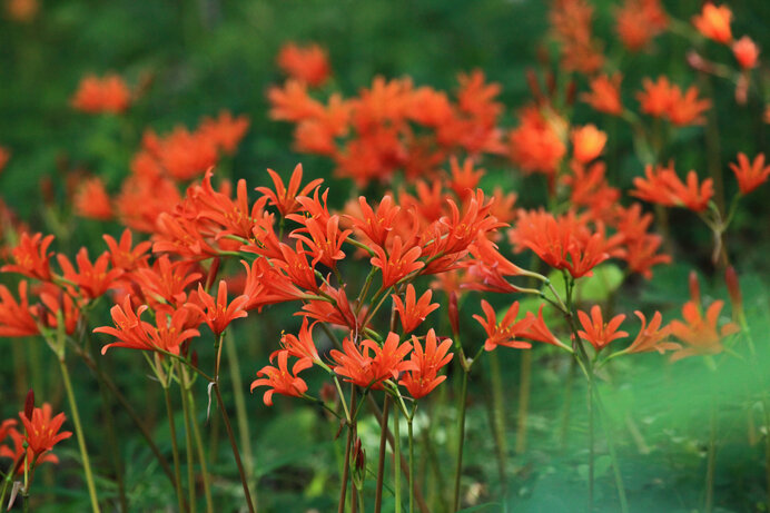 ヒガンバナに続きブレイクの予感!? 晩夏に咲くキツネノカミソリとナツズイセンの花期です
