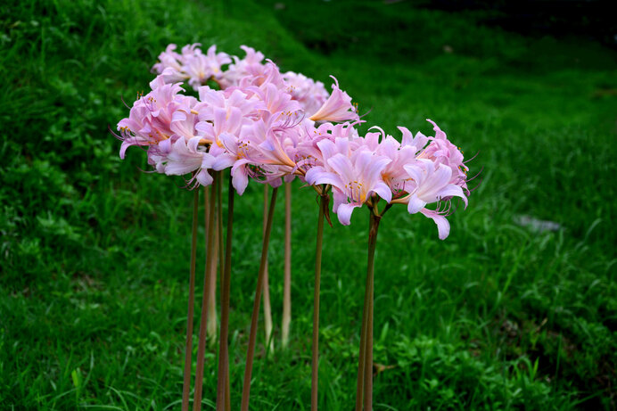 1球 キツネノカミソリ 狐の剃刀 リコリス オレンジ色の花 山野草 