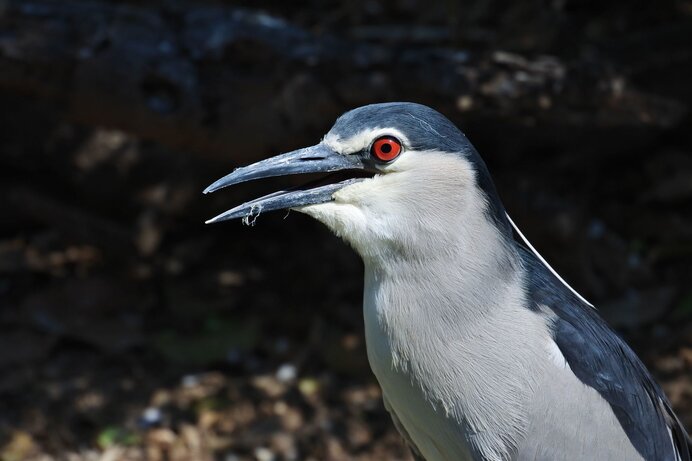 銀河に橋をかけるあの鳥の正体とは？田園の守り神・鷺のミステリー 