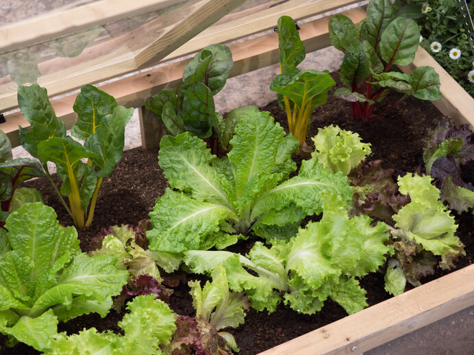 秋からはじめるベランダ菜園！ビギナーも育てやすい、便利な葉野菜とは？