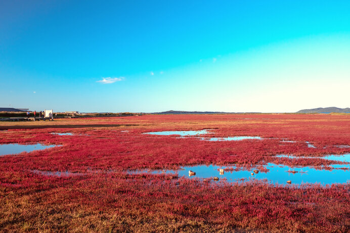 ひと味違う“紅葉”。道東の湖を赤く染める「サンゴソウ」