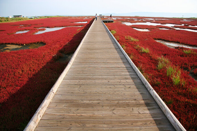 ひと味違う 紅葉 道東の湖を赤く染める サンゴソウ Tenki Jpサプリ 年09月14日 日本気象協会 Tenki Jp