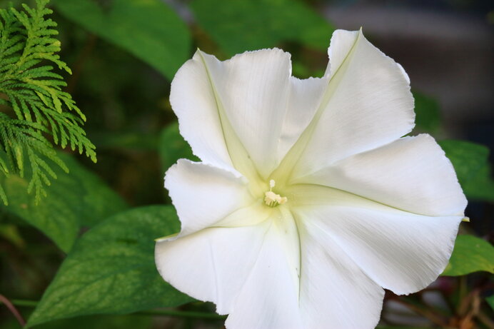 夕顔の花を一輪、源氏に贈ったため、その女性の呼称となりました