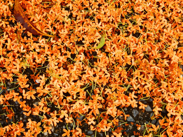 花がぽろりと落花して、花絨毯をなすのもキンモクセイの魅力のひとつ