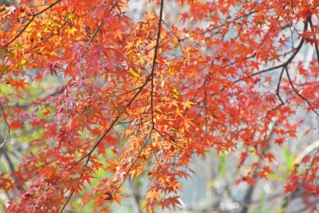色づく山々のコラボレーション 今年の紅葉の傾向は Tenki Jpサプリ 年10月12日 日本気象協会 Tenki Jp