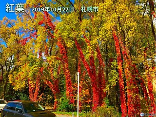 いよいよ紅葉シーズン！　葉を紅く染める最高の気象条件は？　キーワードは「最低気温8度」