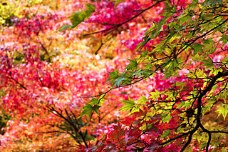 温泉の紅葉はお好きですか？ノスタルジーと日本美の絶景〜東日本編〜